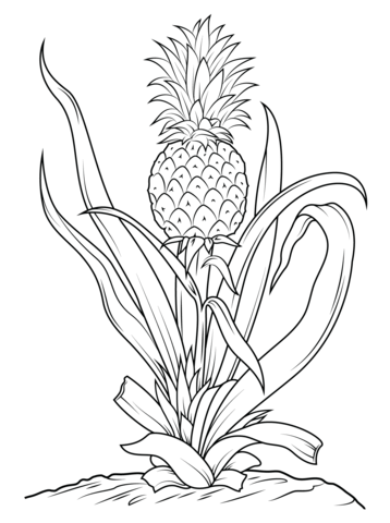 Pineapple Tree Coloring Page